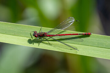 Large red damselfly |(Pyrrhosoma nymphula) on vegetation