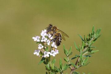 Western honey bee or European honey bee (Apis mellifera) on flowers of Thyme (Thymus), Family Lamiaceae. Spring, may. Dutch garden.