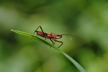 Sycanus collaris found in vegetable fields.
