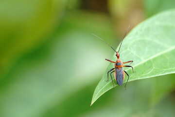 Sycanus collaris found in vegetable fields.