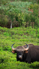 Iconic Bison Silhouetted Against a Vibrant Sunset