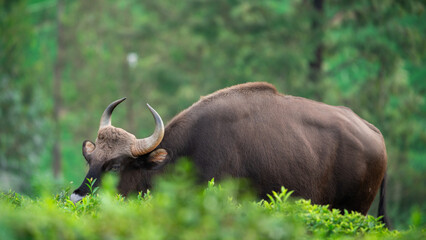 Bison in their Natural Habitat