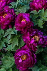 peonies purple flowers in the garden © Creative Ai Studio