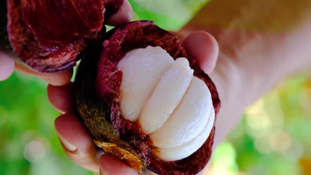 A man breaks a ripe mangosteen