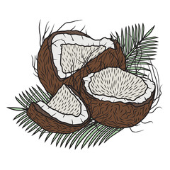 Coconuts with palm leaves, vector art.