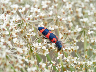 Checkered Beetles. Family Cleridae. Trichodes leucopsideus