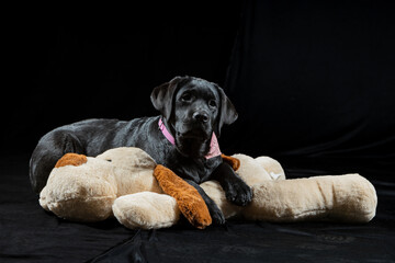 Schwarzer Labrador Welpe mit Plüschtier