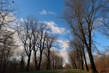 Fototapeta premium nature, trees and branches in a park with an open view of the sky on a blue background, created with generative ai