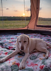 Purebred yellow Labrador Retriever sat in tent at sunset.