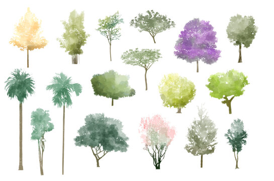 tree watercolor vector illustration, Minimal style tree painting hand drawn, Side view, set of graphics trees elements drawing for architecture and landscape design. Tropical
