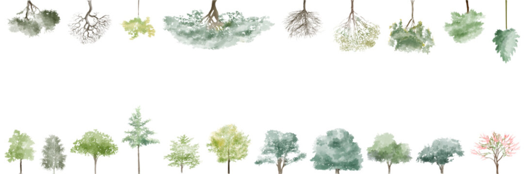 banner, tree watercolor vector illustration, Minimal style tree painting hand drawn, Side view, set of graphics trees elements drawing for architecture and landscape design. Tropical