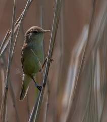 reed warbler in the reed bed