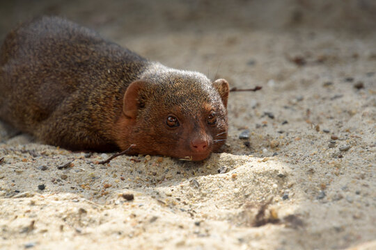 mongooses