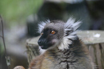 ring lemur
