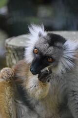 ring lemur