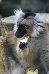 ring lemur