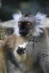 ring lemur