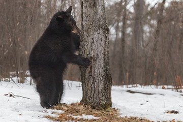 Black Bear (Ursus americanus) Stands Paw on Tree Sniffing Winter