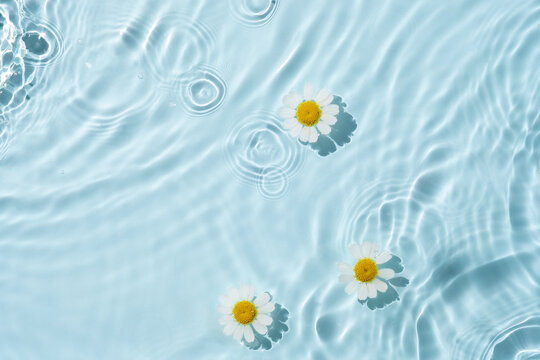Chamomile flowers are floating, stains from a drop on the water