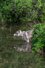 Grey Wolf (Canis lupus) Front Paws in Water Reflected Summer