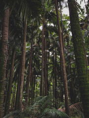 Fototapeta premium forest in the jungle