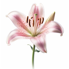 Fototapeta na wymiar Pink lily, flower, isolated on white background. AI generated.