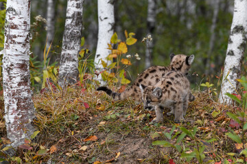 Cougar Kittens (Puma concolor) One Looking Down One Up Autumn