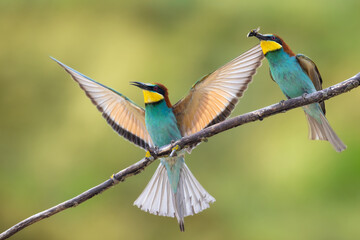 European Bee-Eater Merops apiaster perched on Branch near Breeding Colony. Wildlife scene of Nature in Northern Poland - Europe