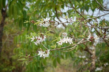 Cratoxylum formosum most people eat the leaves as vegetables.