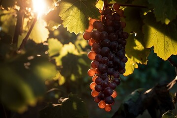 Fototapeta premium Grapes hanging from a vine on a sunny day