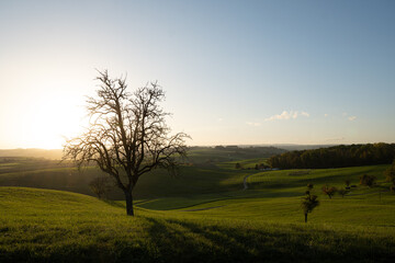 Fototapeta na wymiar Baum Sonnenuntergang Landschaft Hügelig