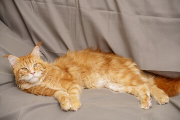 Fototapeta na wymiar Orange Maine Coon in a relaxed laying pose