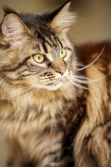 Long hair Maine Coon photographed with flash