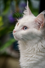 White Maine Coon cat photo print