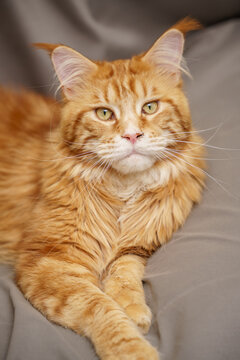 Photo print of a Maine Coon
