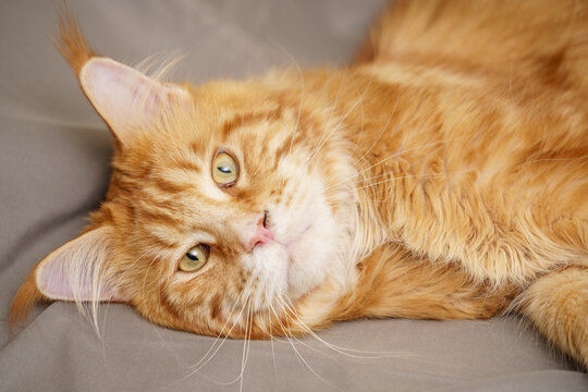 Orange Maine Coon in a relaxed laying pose