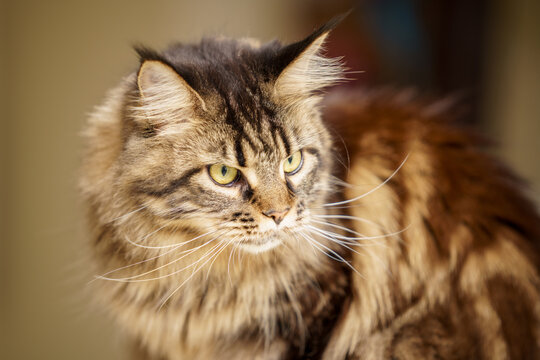 Long hair Maine Coon photographed with flash