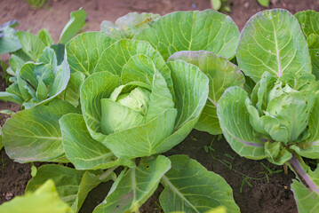 Fresh cabbage in the vegetable garden. Home farming