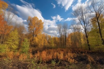 Fototapeta premium autumn forest with clear blue sky and fluffy clouds, created with generative ai