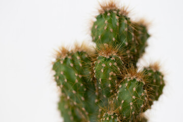 Cactus isolé sur fond blanc