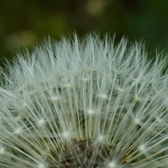 Dandelion © Andrzej
