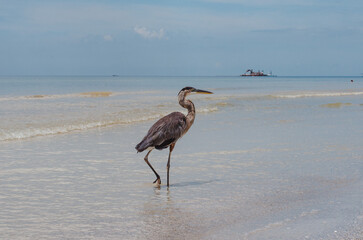 heron on the beach