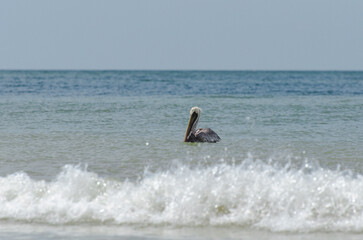 pelican in the ocean