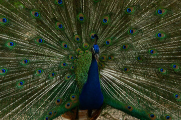 Fototapeta premium Male peacock show colorful tail.Beautiful bird walk time and show feather at the forest.Portrait of beautiful peacock with feathers out at the zoo.