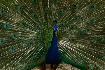 Fotobehang Male peacock show colorful tail.Beautiful bird walk time and show feather at the forest.Portrait of beautiful peacock with feathers out at the zoo. © arcyto