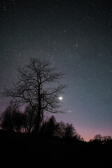 night sky with tree