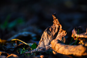 autumn leaves on the ground