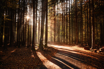 path in the forest