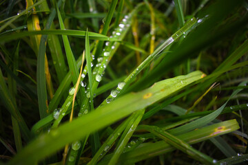 grass with dew drops