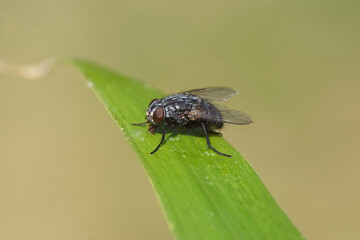 Fototapeta premium Closeup female fly, Muscina prolapsa, family House flies, Muscidae. On a bamboo leaf. Spring, May, Netherlands 